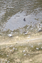 Gypaetus barbatus