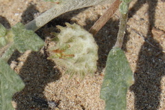 Neurada procumbens