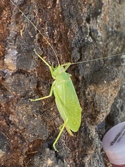 Pterophylla camellifolia