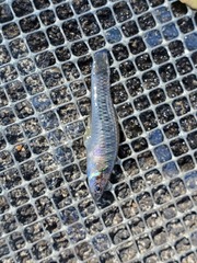 Poeciliidae