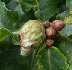 Andricus foecundatrix