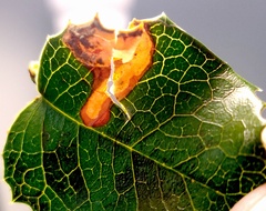 Pterygota