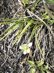 Parnassia palustris