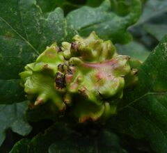 Andricus quercuscalicis