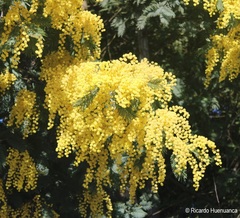 Acacia dealbata