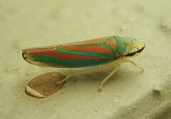 Graphocephala fennahi