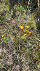 Hypericum perforatum