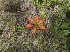 Lilium catesbaei