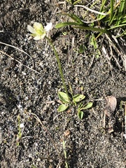 Parnassia palustris