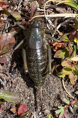 Anabrus simplex