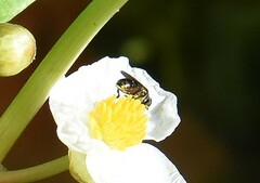 Syrphidae