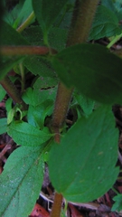 Eupatorium cannabinum
