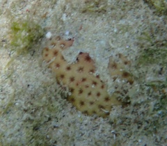 Siderastrea radians