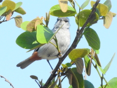 Conirostrum speciosum