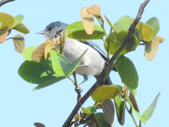 Conirostrum speciosum