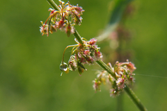 Rumex