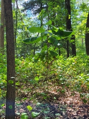 Magnolia macrophylla