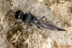 Balcha indica