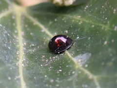 Chilocorus bipustulatus