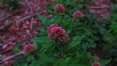 Eupatorium cannabinum