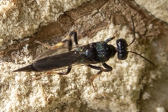 Balcha indica