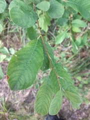Salix cinerea