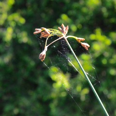 Schoenoplectus acutus