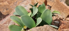 Haemanthus coccineus