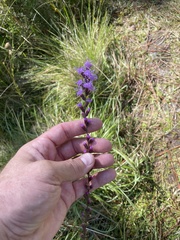 Liatris spicata