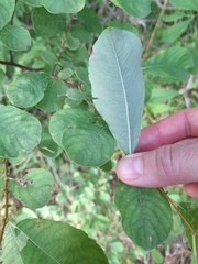 Salix cinerea