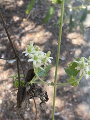 Clematis ligusticifolia