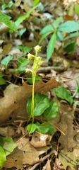 Pyrola americana