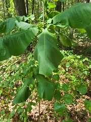 Magnolia macrophylla