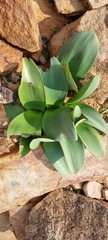 Haemanthus coccineus