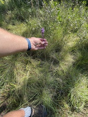 Liatris spicata
