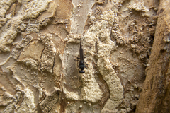 Balcha indica