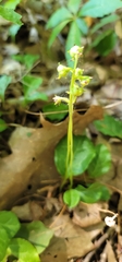 Pyrola americana