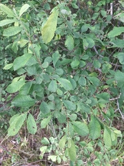 Salix cinerea