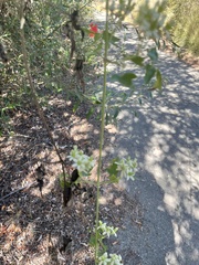 Clematis ligusticifolia