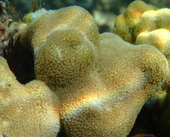 Porites porites