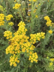 Solidago rigida