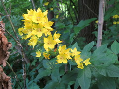 Lysimachia punctata