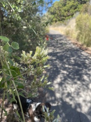 Clematis ligusticifolia