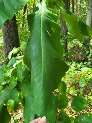 Magnolia macrophylla