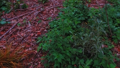 Eupatorium cannabinum