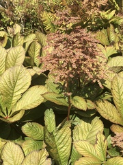 Rodgersia