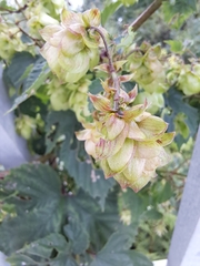 Humulus lupulus