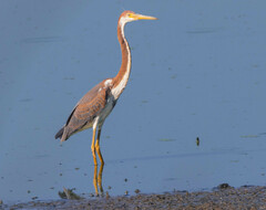 Egretta tricolor