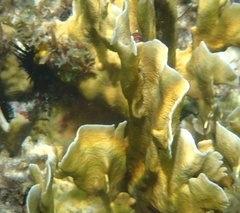 Millepora complanata