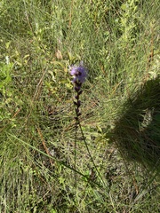 Liatris pilosa